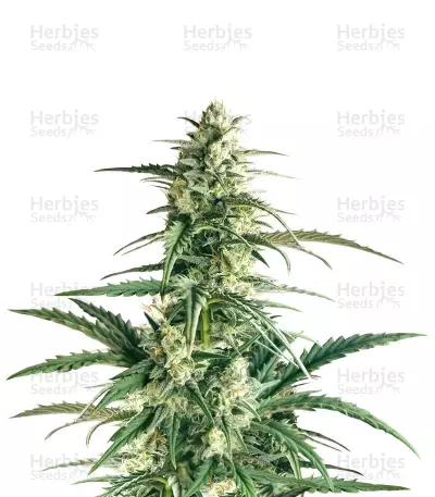 Buddha Haze Automatic (Big Buddha Seeds) Cannabis-Samen