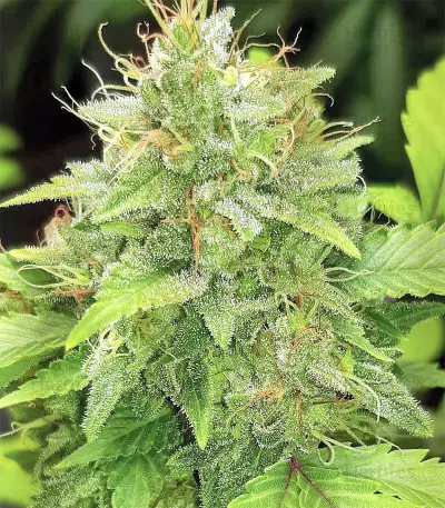 Graines de cannabis Buzz Light Gear (Dr. Krippling Seeds)
