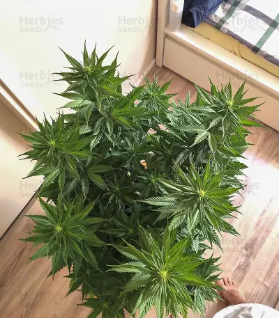Graines de cannabis CBD Blue Shark (Barney's Farm)