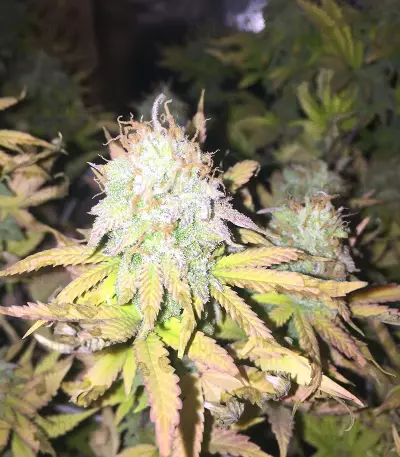 Graines de cannabis CBD Blue Shark (Barney's Farm)