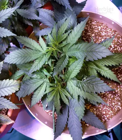Cookie Dawg (Big Head Seeds)