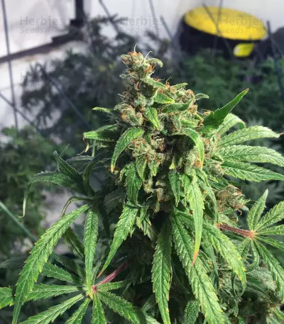 Dr. Bruce Banner CBD strain