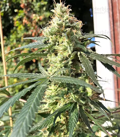 Durban Seeds (CannaBioGen)