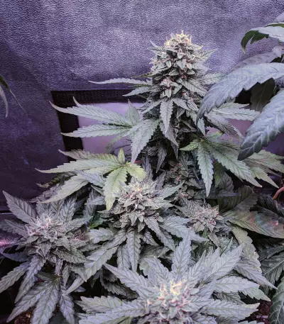 Fantasmo Express Auto Seeds