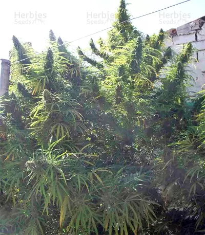 Golden Tiger Regular seeds