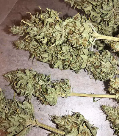 Semi femminizzati di Gorilla × White Widow