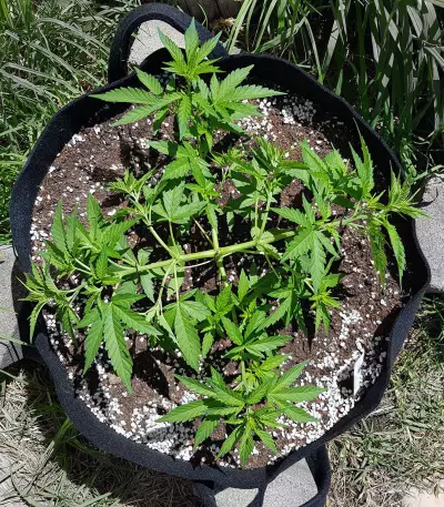 Green Crack Seeds (Blimburn Seeds)