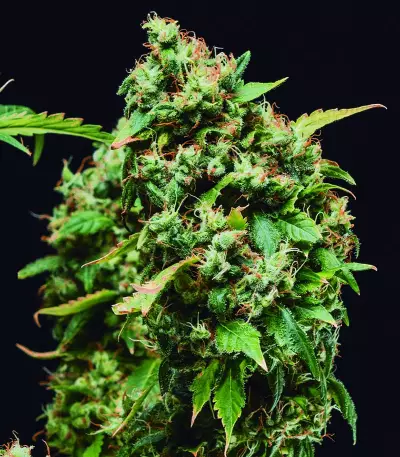 Green Crack Seeds (Blimburn Seeds)