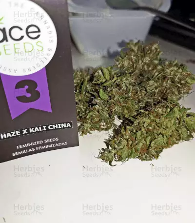 Haze x Kali China (Ace Seeds)