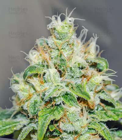 Jägg Kush feminized seeds