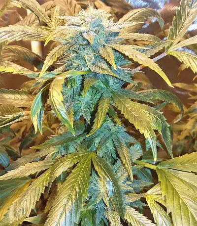 Josh D OG Seeds