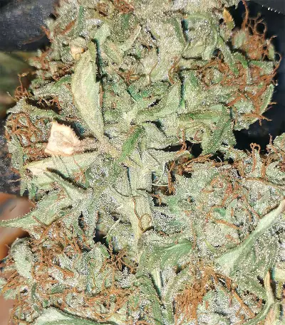 Malawi x Panama Seeds