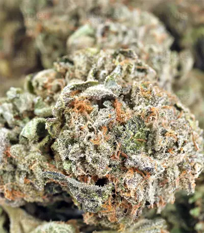Mangobiche Kush Seeds