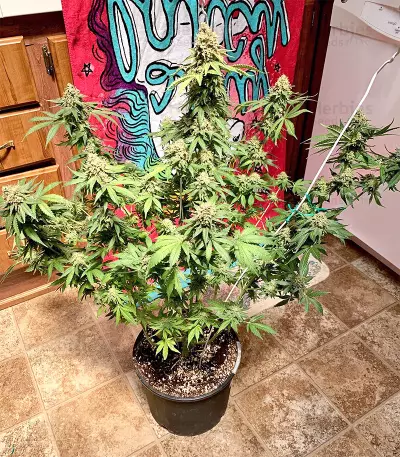 Northern Lights Seeds (Sensi Seeds)