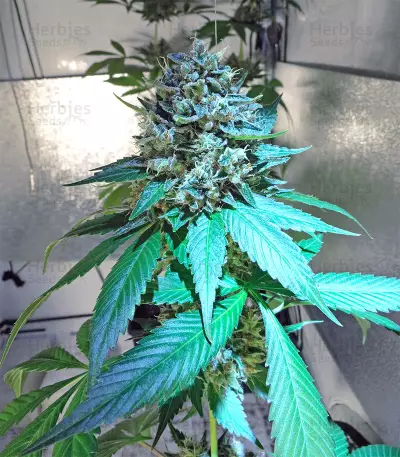 OG Kush Express Seeds