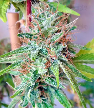 Panama strain