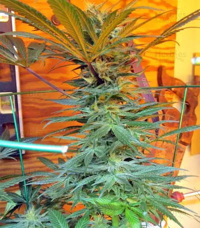 Panama regular seeds