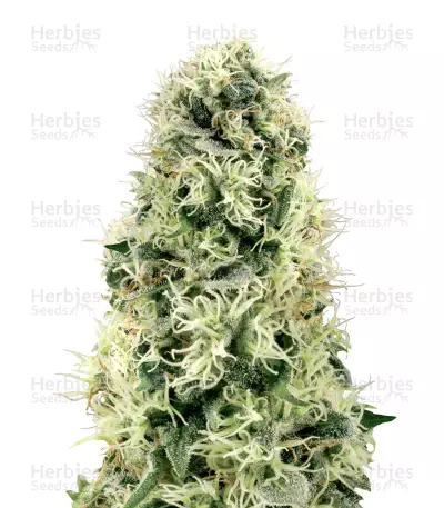 Pure Power Plant feminized seeds (White Label Seed Company)