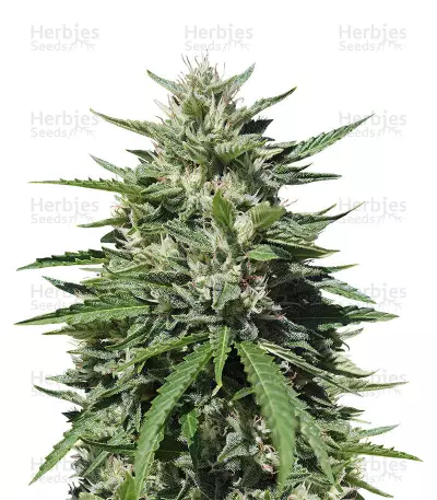 Buy Royal Cookies Automatic feminized seeds
