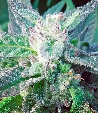 Sapphire OG (Humboldt Seeds Organization)