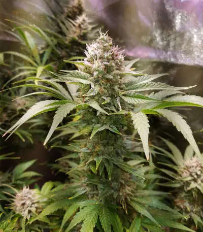 Strawberry Nuggets Auto Seeds