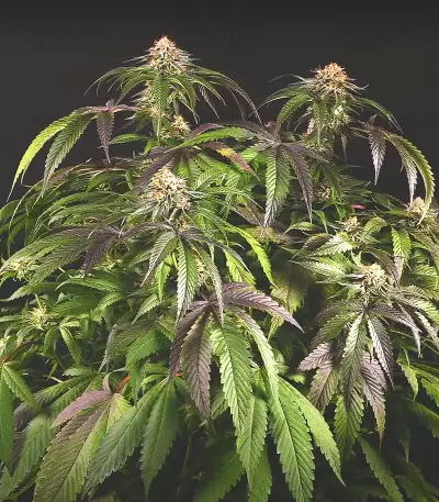 Velvet Octane feminized seeds