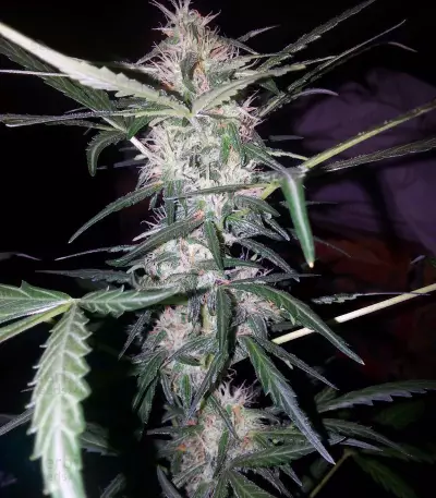 Waist Deep Auto Seeds