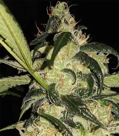 Wedding Cake Feminized Seeds