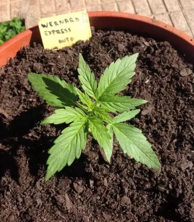 Wernard Express Auto Seeds