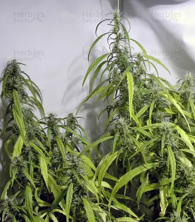 Arjan's Ultra Haze #1 Seeds