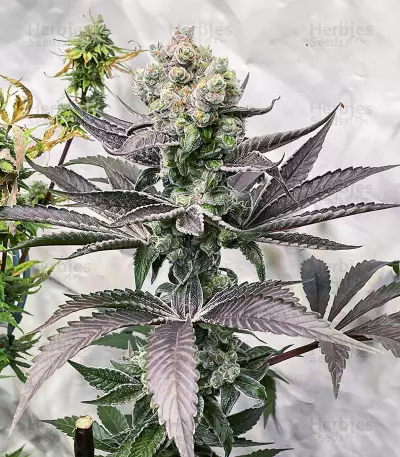 Semillas Feminizadas Bruce Banner # (AlphaFem Seeds)