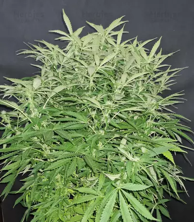 Bubba Cheese Auto strain