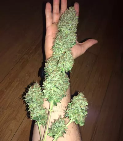 Critical Automatic Seeds