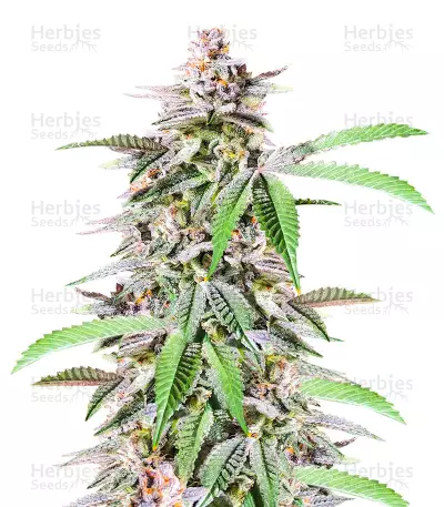 Dozy Breath Feminized Seeds (AlphaFem Seeds)