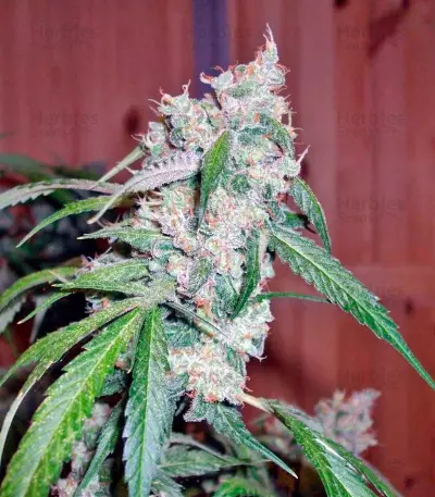 Euforia Regular seeds