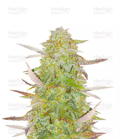 Superior Auto Mix Feminized Seeds (Herbies Seeds)