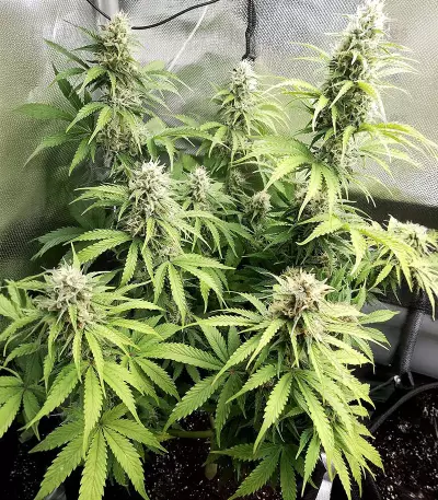 Purple Punch Auto