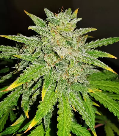 Runtz XL Auto Feminized Seeds (Sweet Seeds)