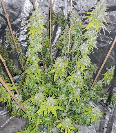 Sith OG Seeds (AlphaFem Seeds)