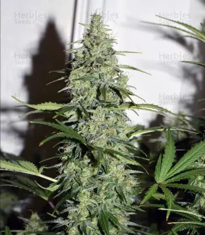 Sour Livers Auto feminized seeds