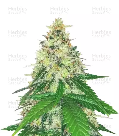 Apple Betty féminisée (Herbies Seeds)
