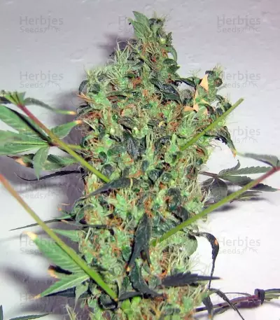Arjan's Strawberry Haze (GHS)