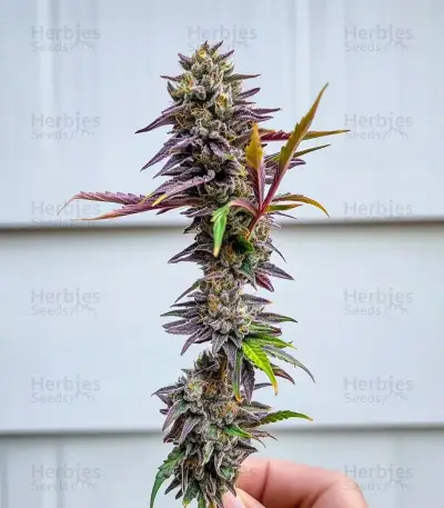 Blue Dream Seeds