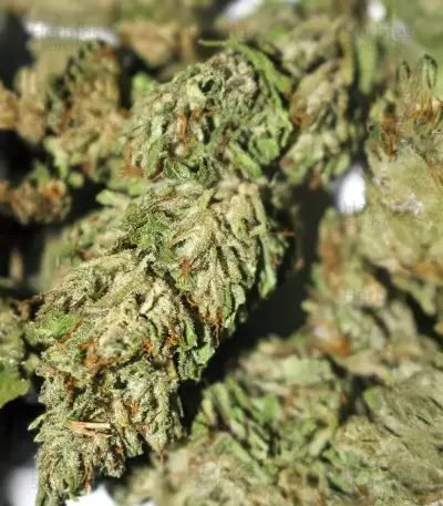 Graines d’Bubba Kush (Herbies Seeds)