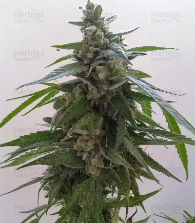 Buddha Magnum Auto Seeds