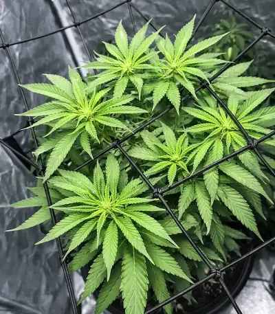 CBD D Diesel Seeds