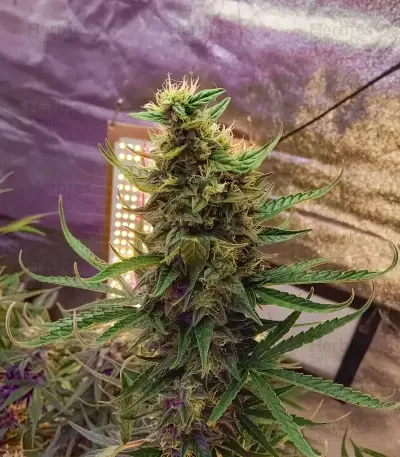 Semi femminizzati Cristal Paradise