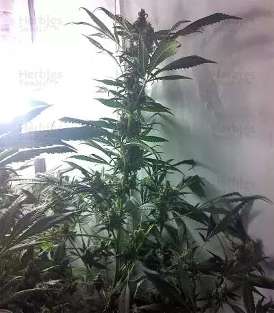 Graines de cannabis DJ’s Gold (DNA Genetics)