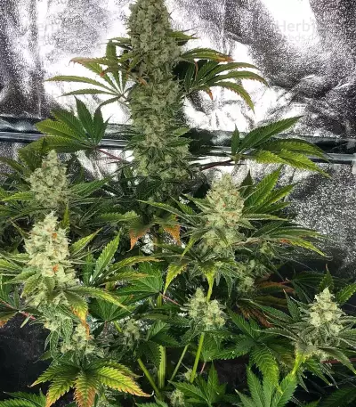 Do-Si-Dos OG Seeds