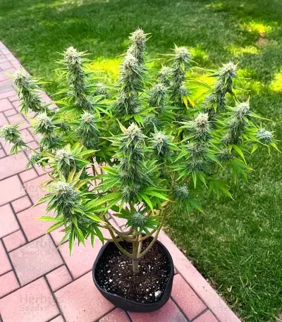 Easy Bud Auto (RQS) Cannabis-Samen